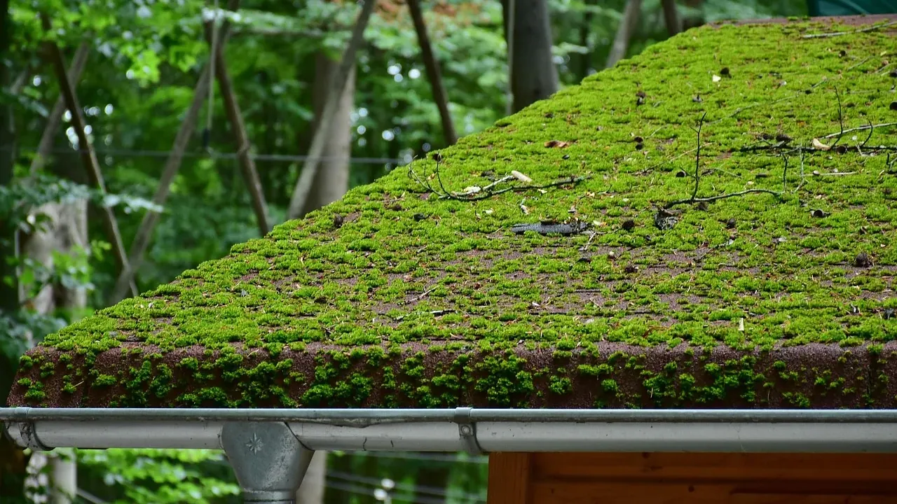 Moss growing thickly on a roof edge above a metal gutter